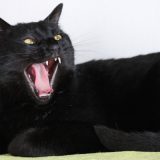うちの黒猫ジジのあくび姿が神々しい