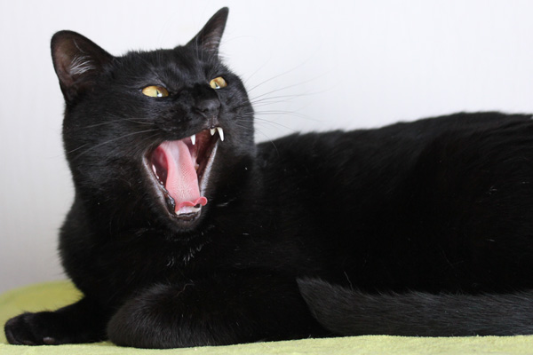 うちの黒猫ジジのあくび姿が神々しい
