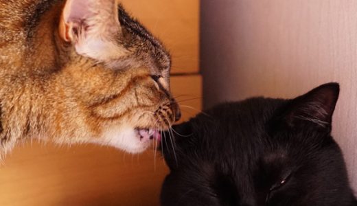 絶妙な方法で舐め舐め攻撃を止めさせる猫