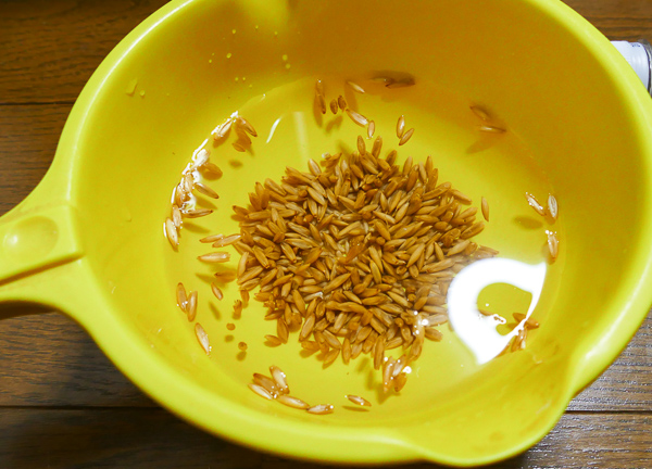 猫草の燕麦の種は水に浸す