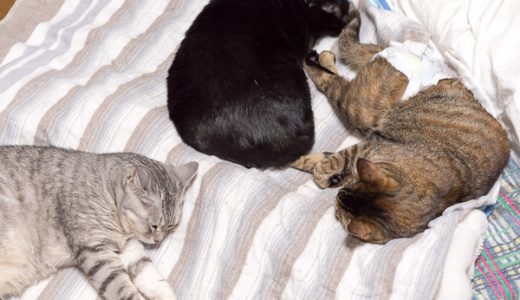 電磁波を発生する電気毛布は猫の体に悪いの？