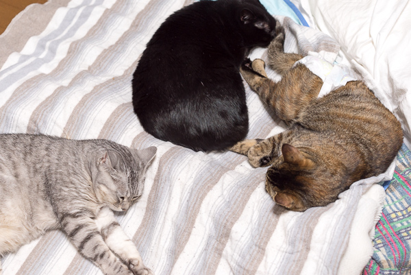 電磁波を発生する電気毛布は猫に体に悪いの？